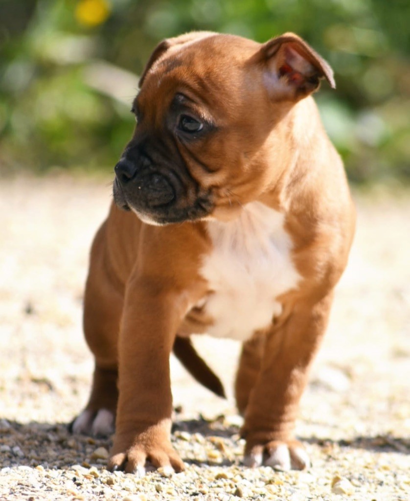 Spirit Of Liberty - Chiot disponible  - Staffordshire Bull Terrier