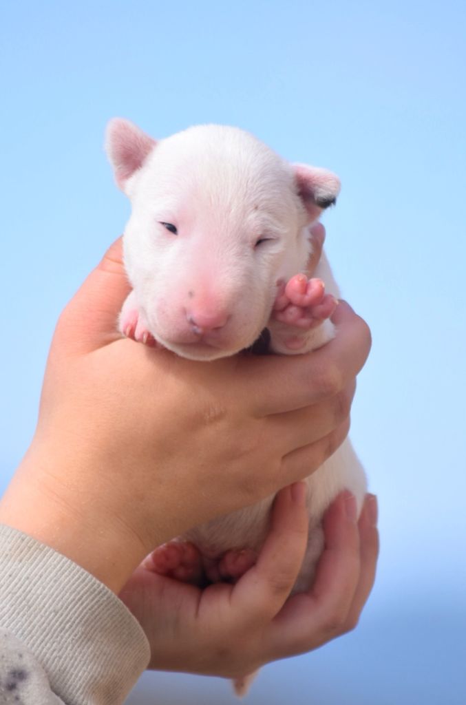 Spirit Of Liberty - Chiot disponible  - Bull Terrier Miniature