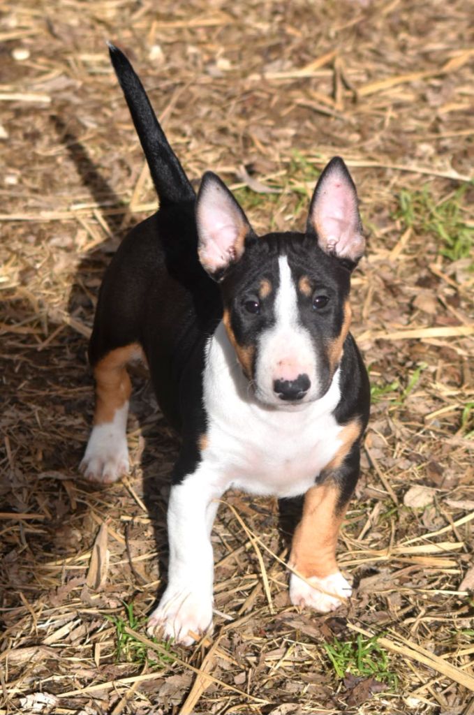 Spirit Of Liberty - Chiot disponible  - Bull Terrier Miniature