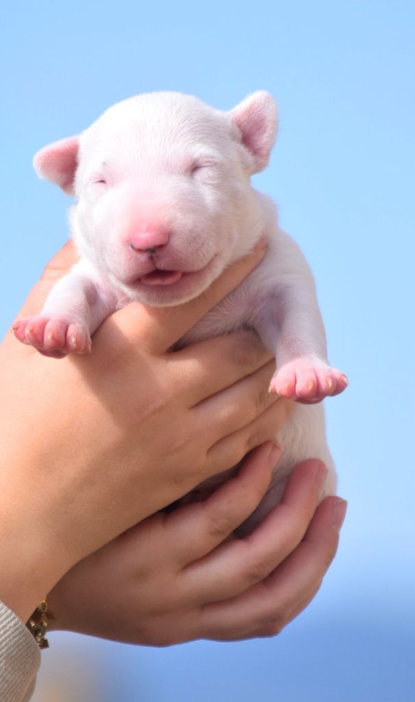 Spirit Of Liberty - Chiot disponible  - Bull Terrier Miniature