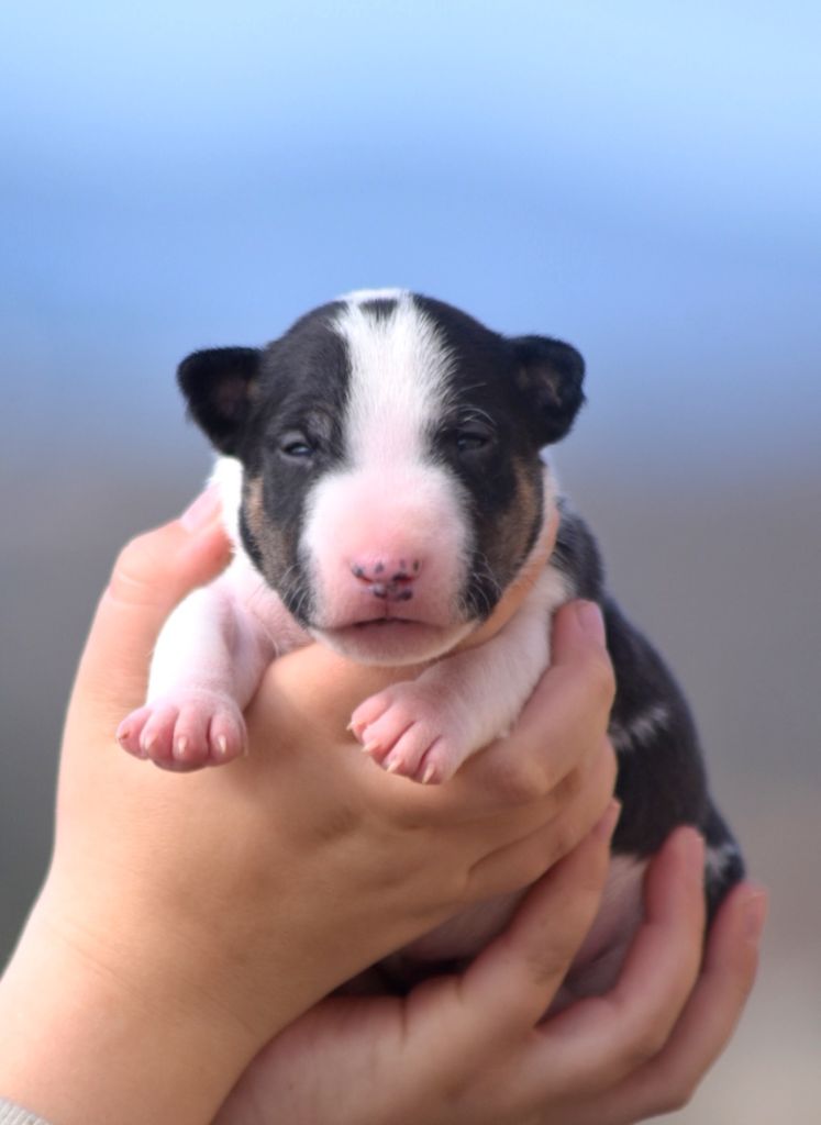 Spirit Of Liberty - Chiot disponible  - Bull Terrier Miniature