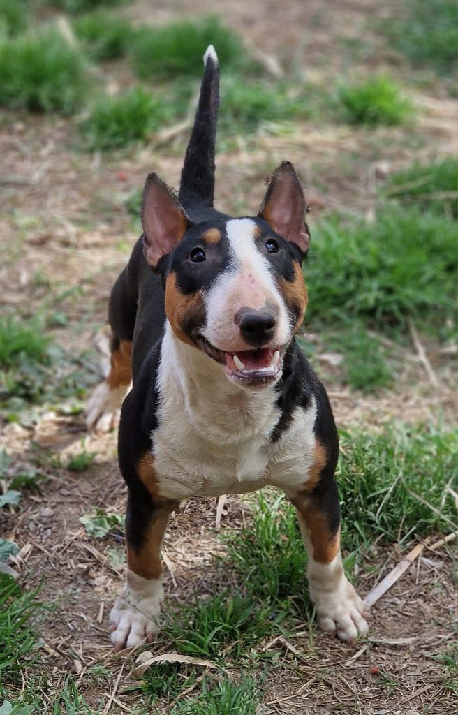 Spirit Of Liberty Ursula