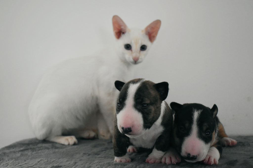 Chiot Bull Terrier Miniature Spirit Of Liberty
