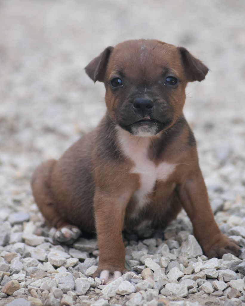 Spirit Of Liberty - Chiots disponibles - Staffordshire Bull Terrier