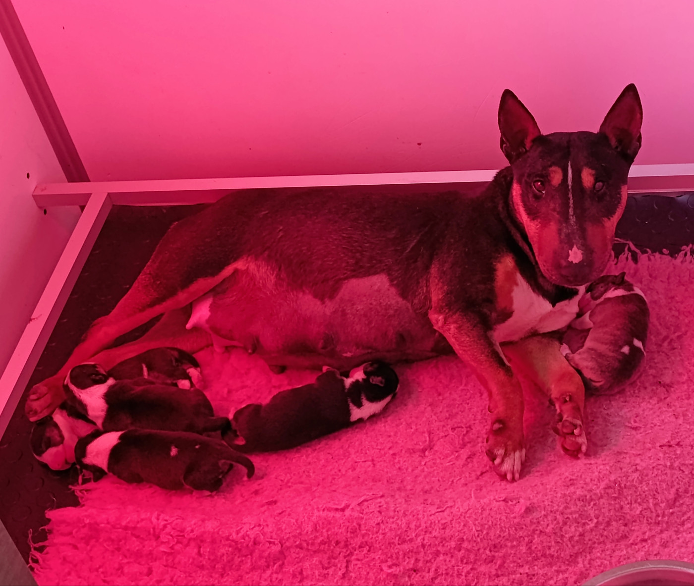 Chiot Bull Terrier Miniature Spirit Of Liberty