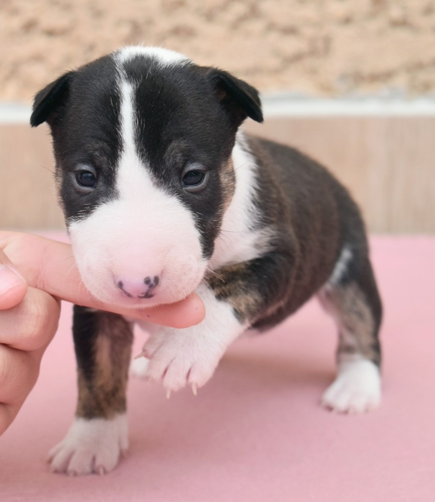Spirit Of Liberty - Chiots disponibles - Bull Terrier Miniature