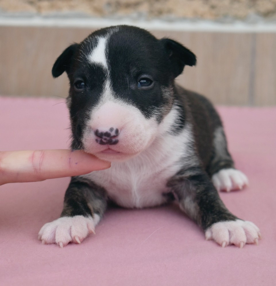 Spirit Of Liberty - Chiots disponibles - Bull Terrier Miniature