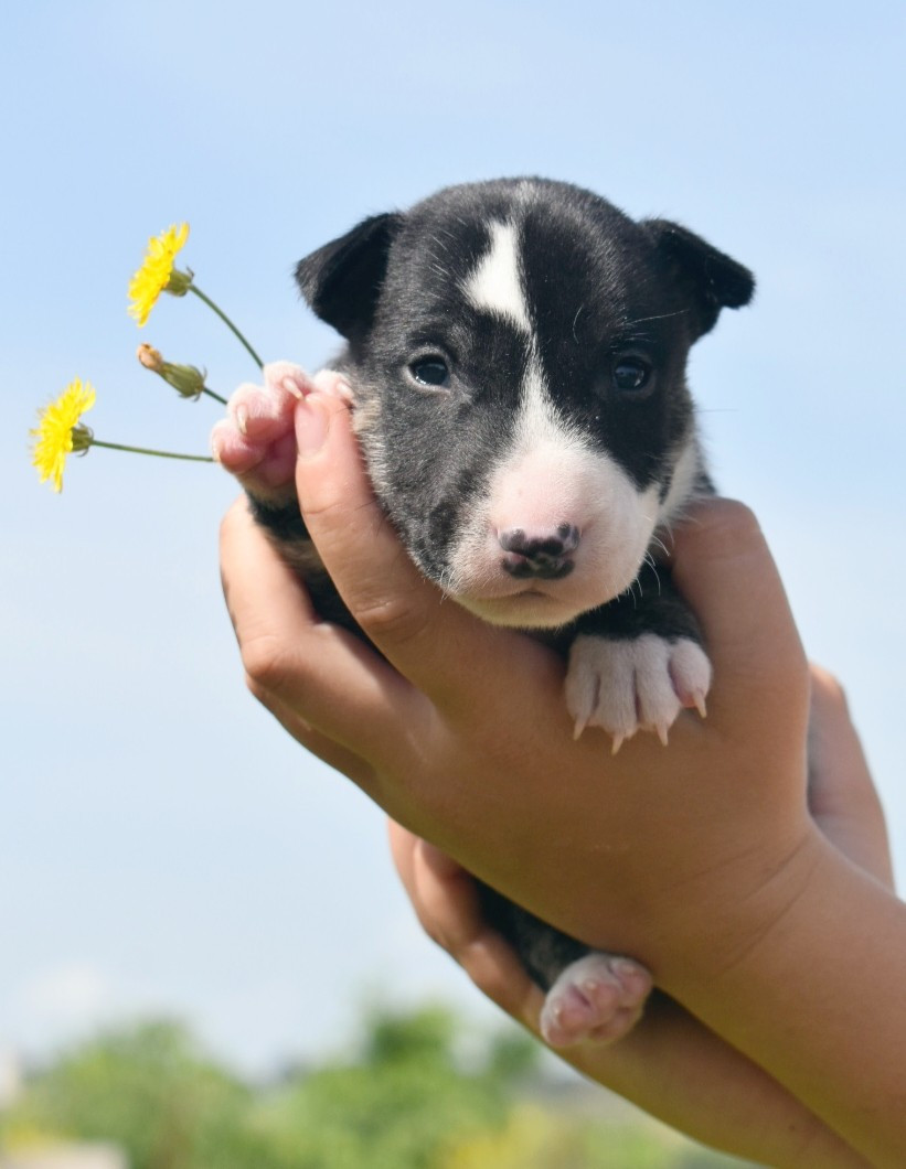 Spirit Of Liberty - Chiots disponibles - Bull Terrier Miniature