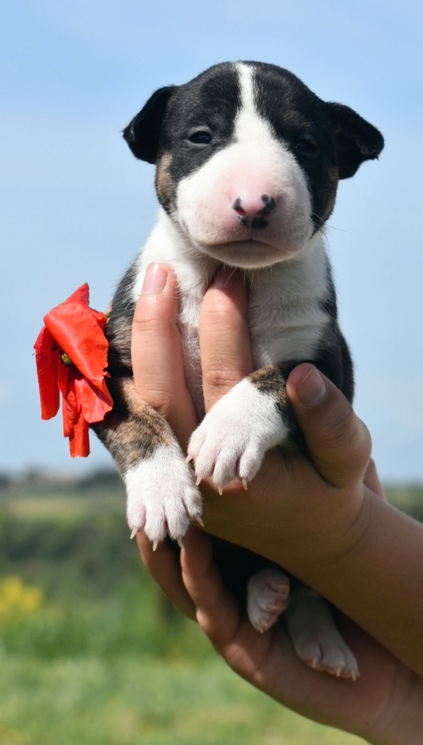 Spirit Of Liberty - Chiots disponibles - Bull Terrier Miniature