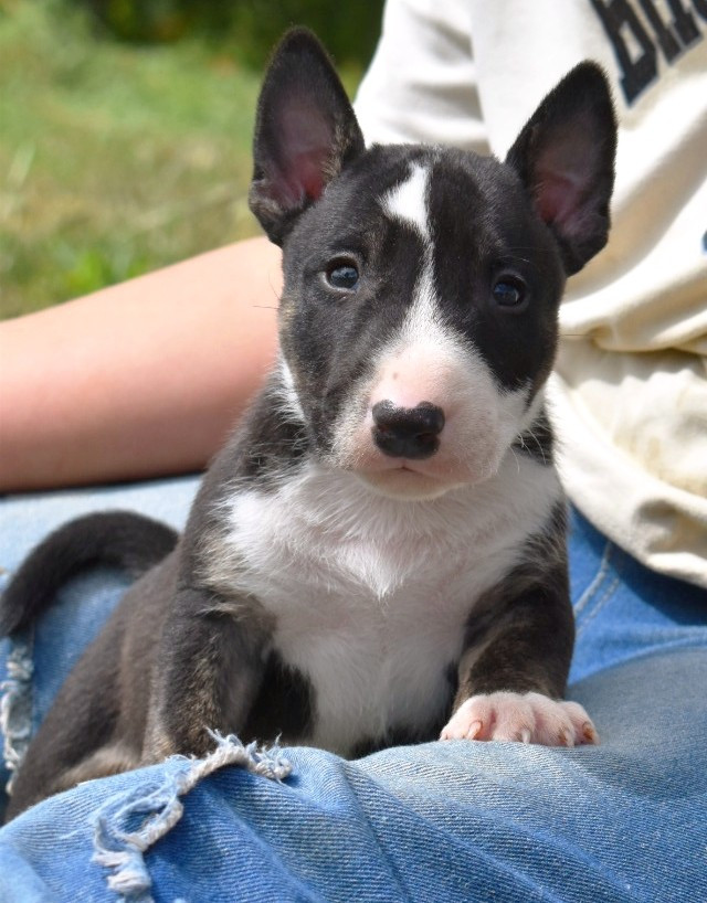 Spirit Of Liberty - Chiots disponibles - Bull Terrier Miniature