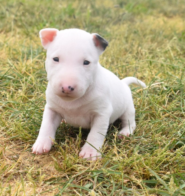 Spirit Of Liberty - Chiots disponibles - Bull Terrier Miniature
