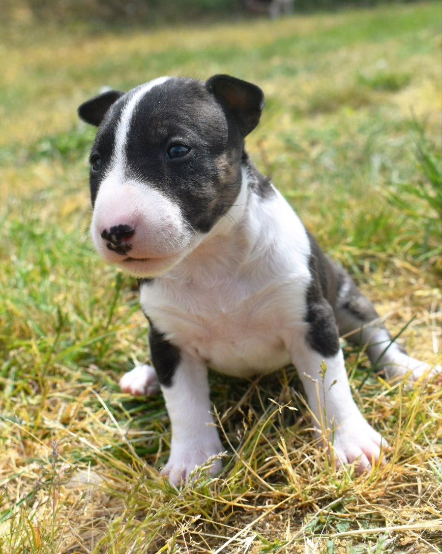 Spirit Of Liberty - Chiots disponibles - Bull Terrier Miniature