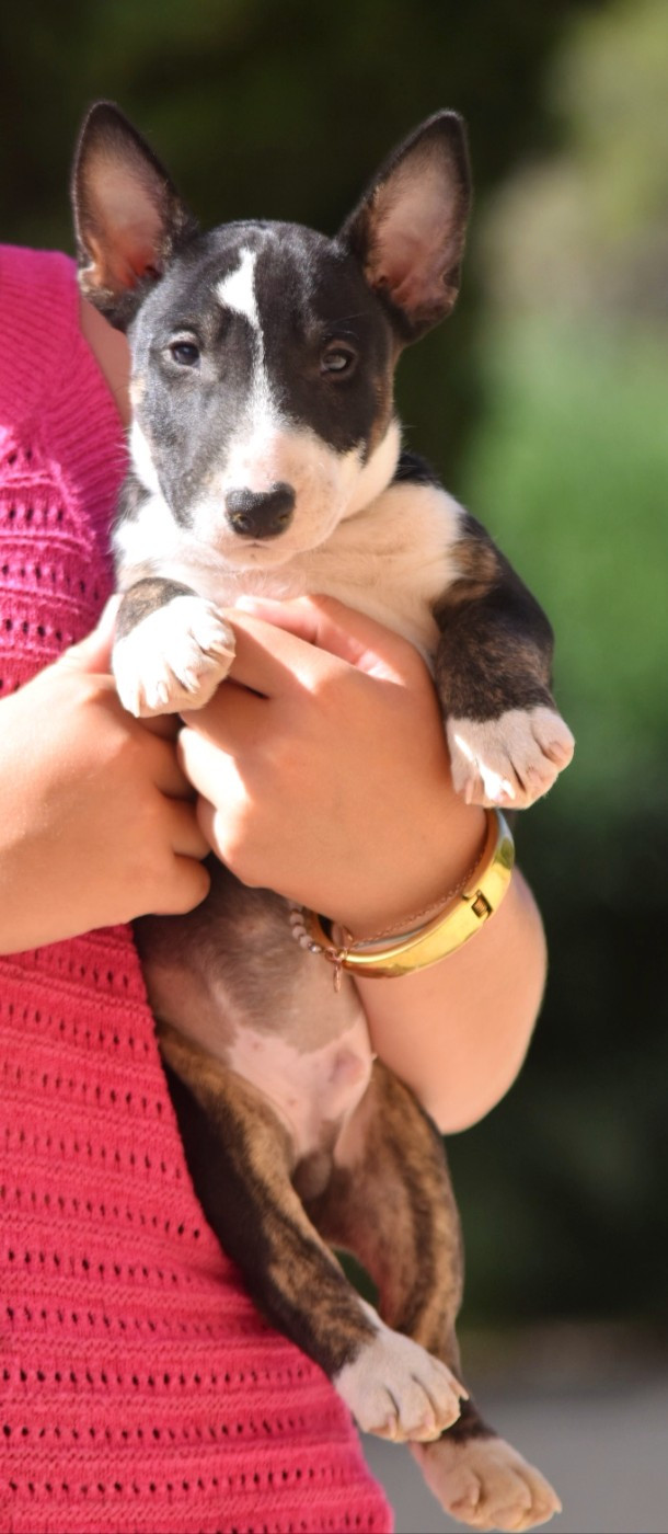 Spirit Of Liberty - Chiots disponibles - Bull Terrier Miniature