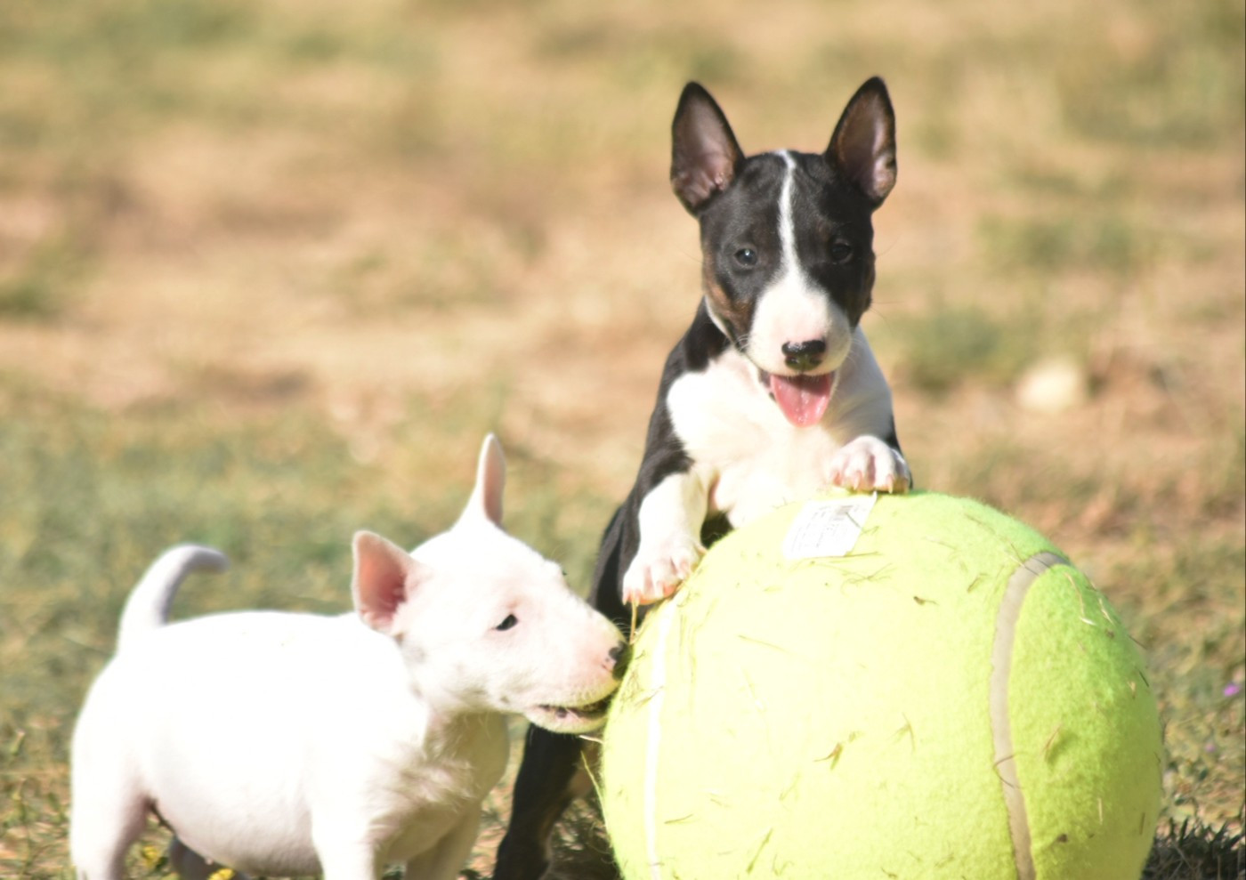 Spirit Of Liberty - Chiots disponibles - Bull Terrier Miniature