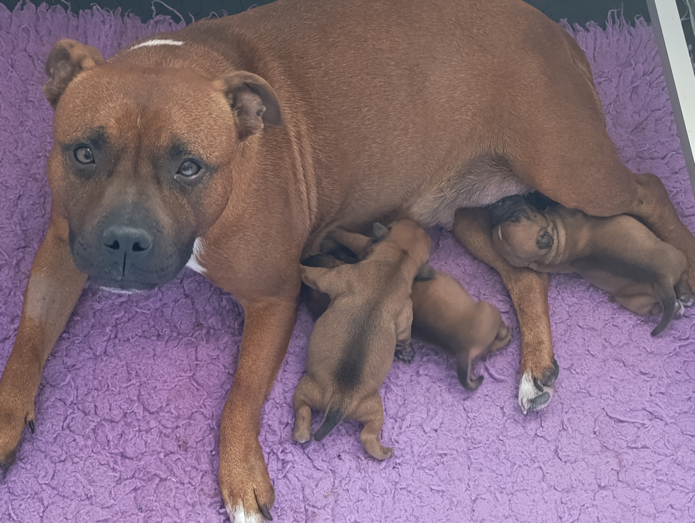 Chiot Staffordshire Bull Terrier Spirit Of Liberty