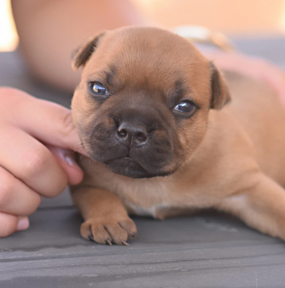Spirit Of Liberty - Chiots disponibles - Staffordshire Bull Terrier