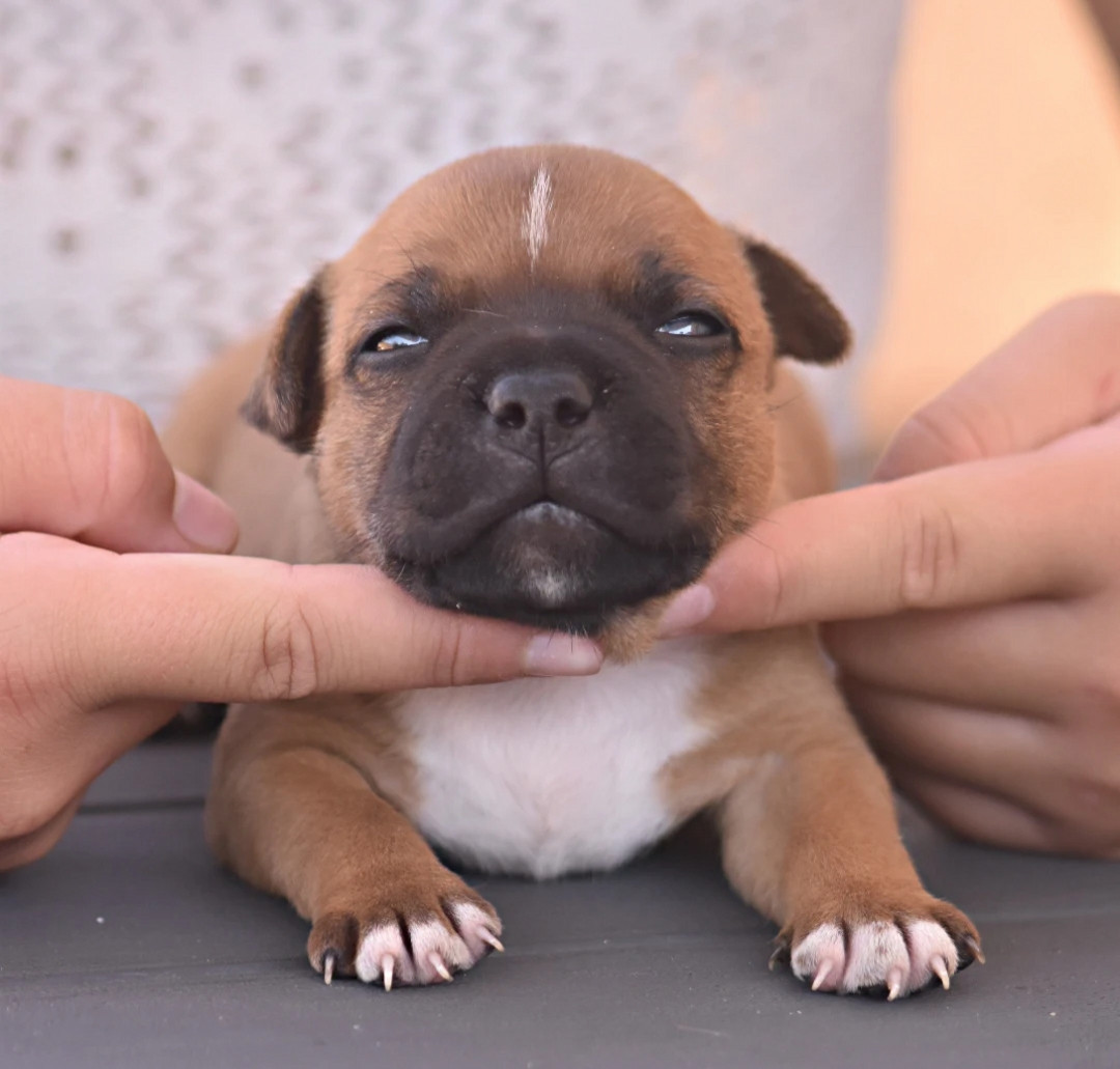 Spirit Of Liberty - Chiots disponibles - Staffordshire Bull Terrier