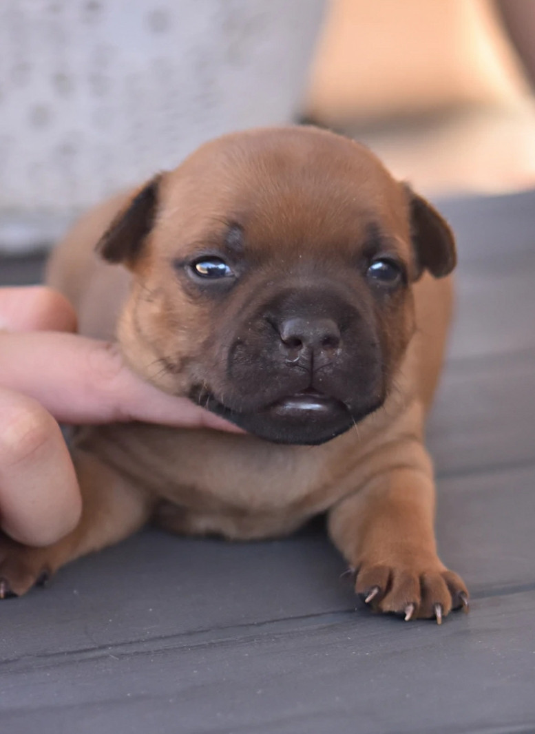 Spirit Of Liberty - Chiots disponibles - Staffordshire Bull Terrier