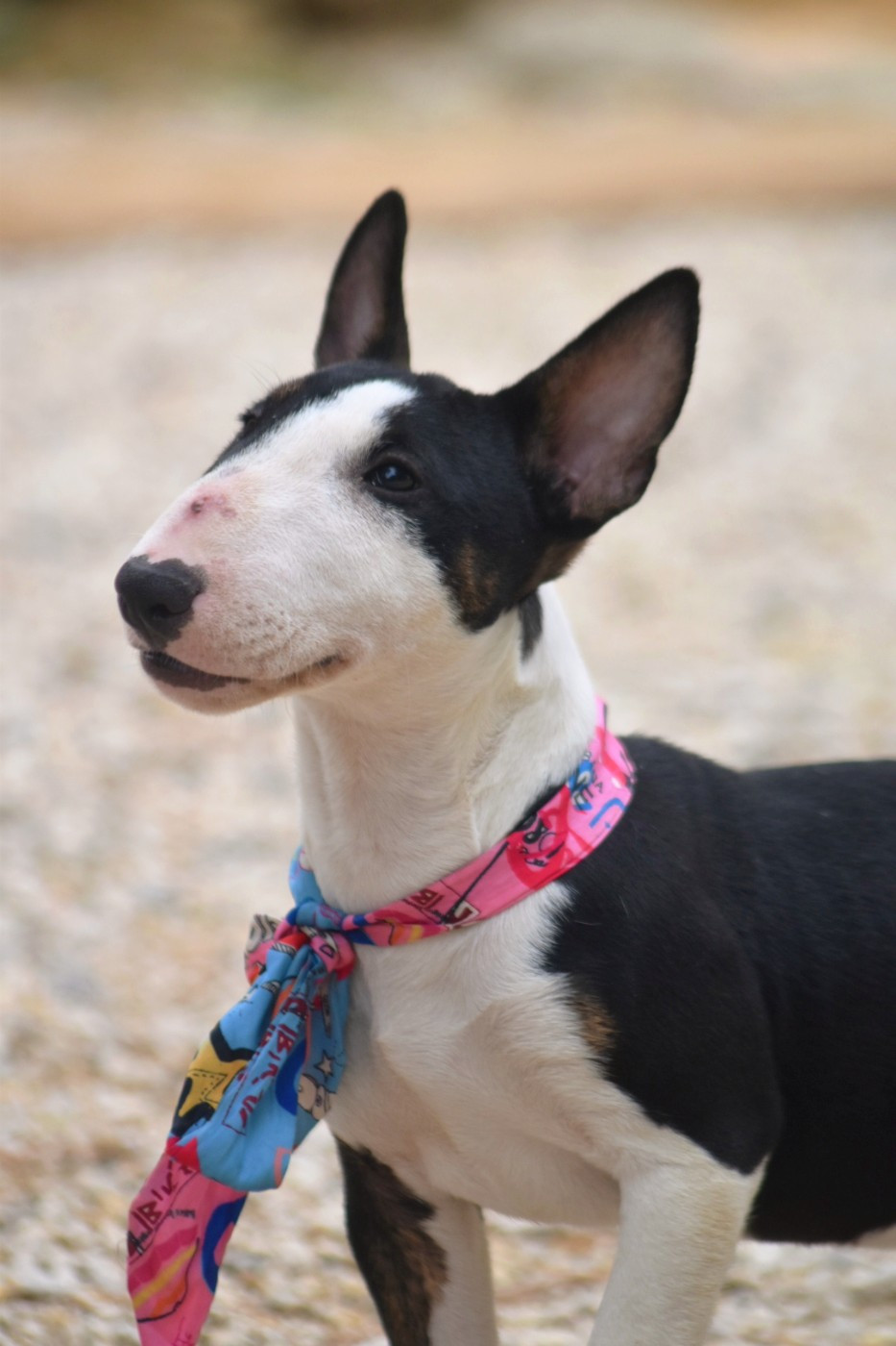 Spirit Of Liberty - Chiots disponibles - Bull Terrier Miniature