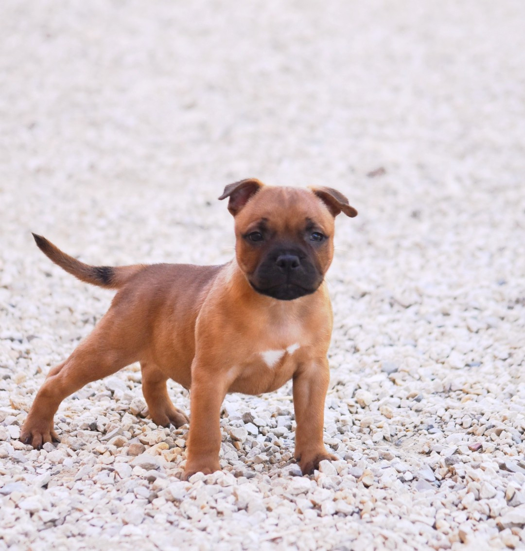 Spirit Of Liberty - Chiots disponibles - Staffordshire Bull Terrier