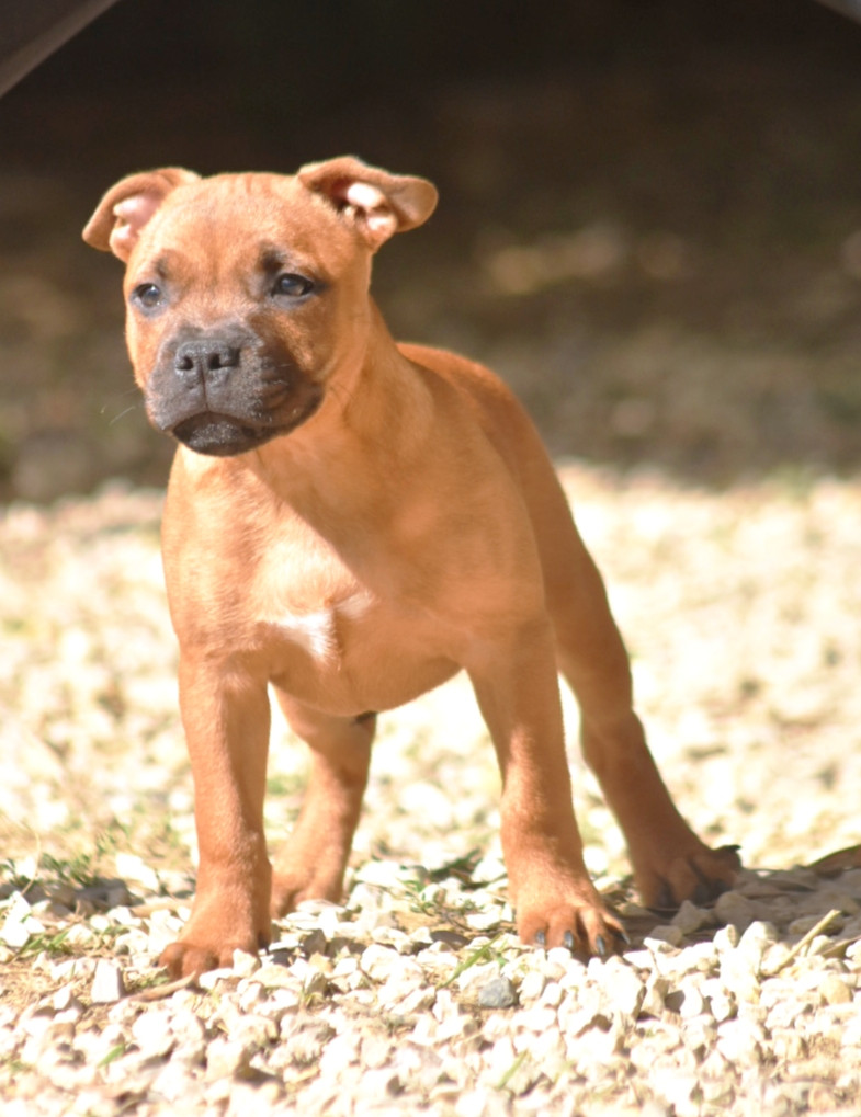 Spirit Of Liberty - Chiots disponibles - Staffordshire Bull Terrier