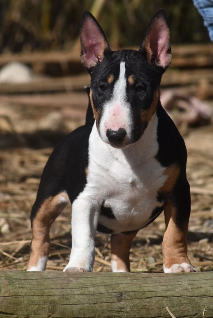 Spirit Of Liberty - Chiots disponibles - Bull Terrier Miniature