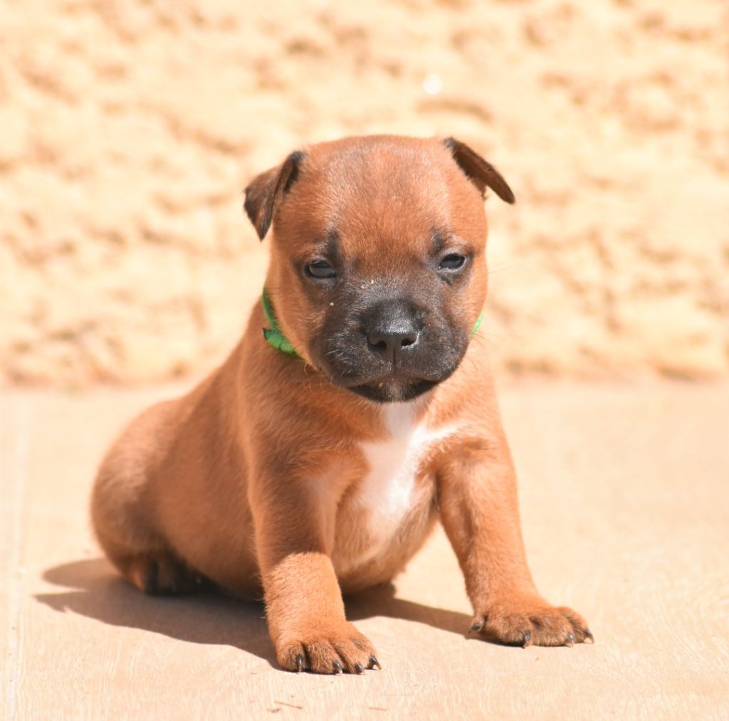 Spirit Of Liberty - Chiots disponibles - Staffordshire Bull Terrier