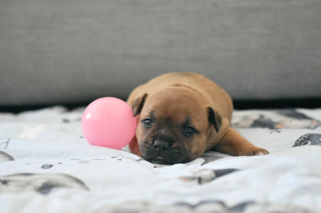 Spirit Of Liberty - Chiots disponibles - Staffordshire Bull Terrier
