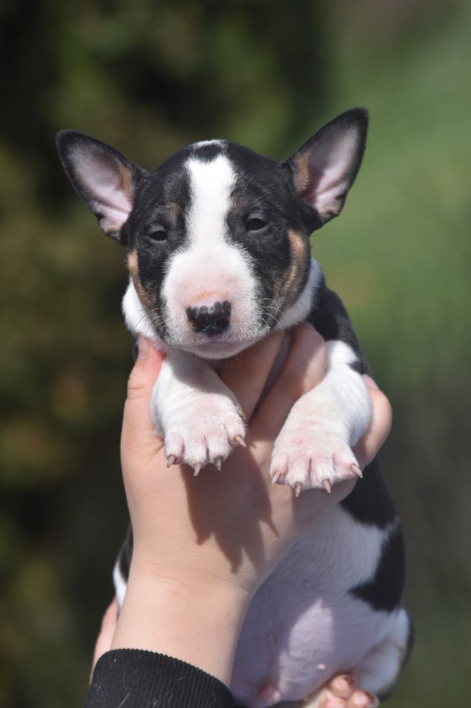 Spirit Of Liberty - Chiots disponibles - Bull Terrier Miniature