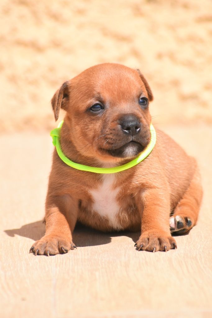 Spirit Of Liberty - Chiots disponibles - Staffordshire Bull Terrier