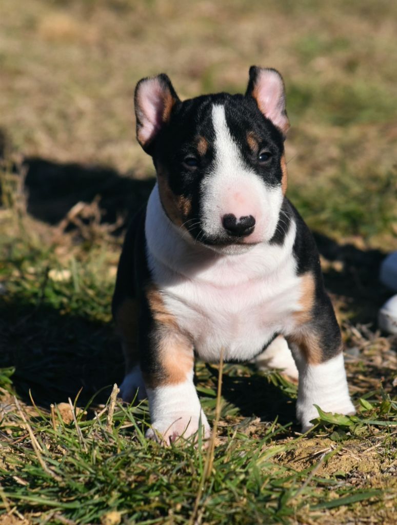 Spirit Of Liberty - Chiots disponibles - Bull Terrier Miniature