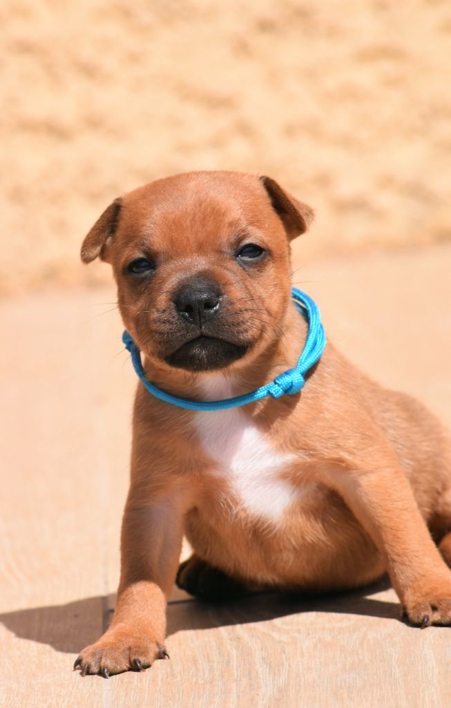 Spirit Of Liberty - Chiots disponibles - Staffordshire Bull Terrier
