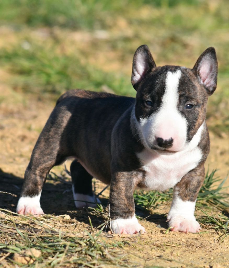 Spirit Of Liberty - Chiots disponibles - Bull Terrier Miniature