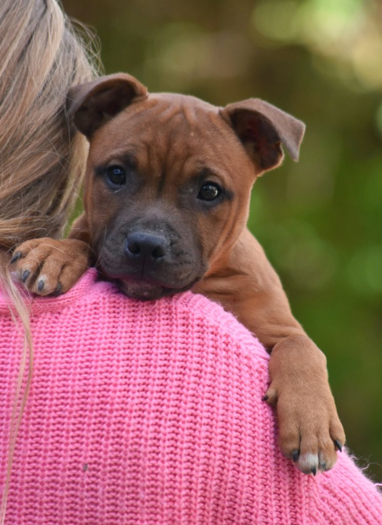 Spirit Of Liberty - Chiots disponibles - Staffordshire Bull Terrier