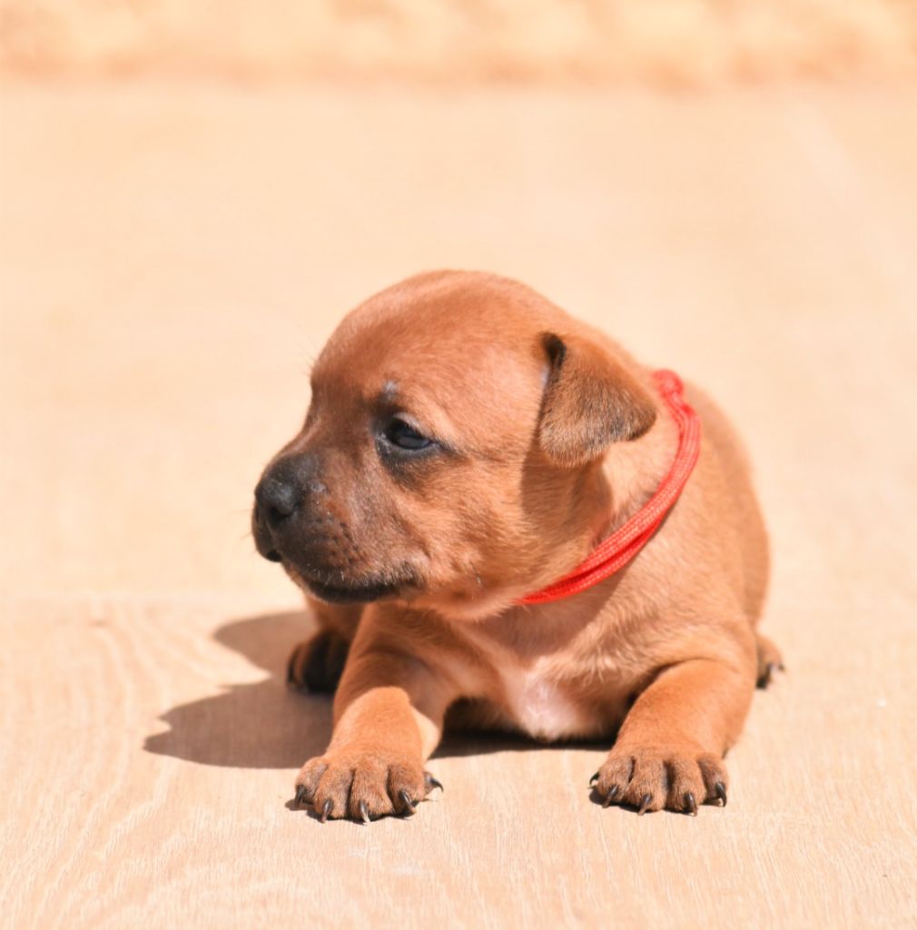 Spirit Of Liberty - Chiots disponibles - Staffordshire Bull Terrier