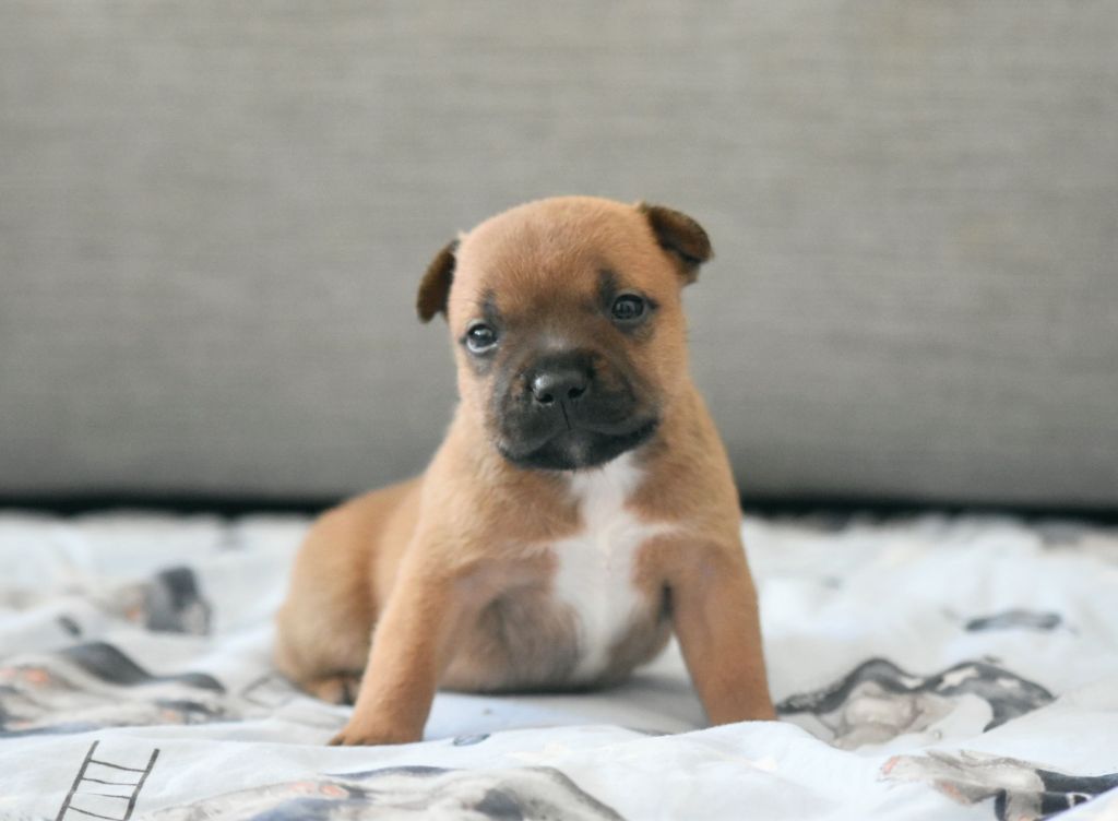 Spirit Of Liberty - Chiots disponibles - Staffordshire Bull Terrier