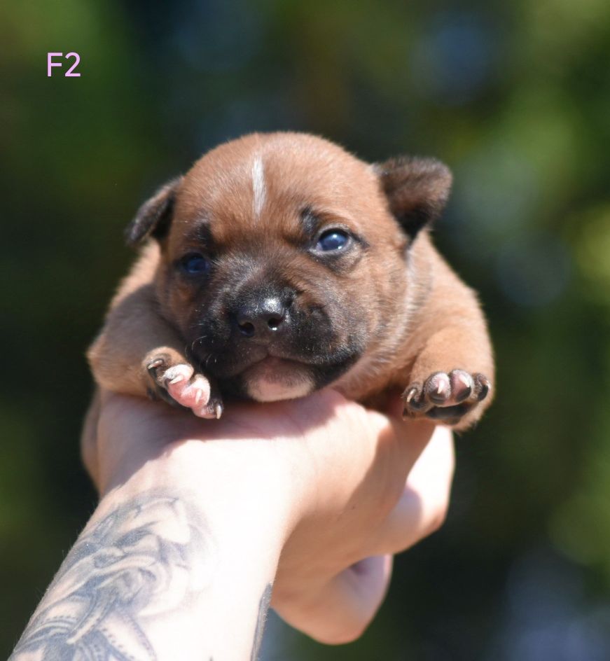 Spirit Of Liberty - Chiots disponibles - Staffordshire Bull Terrier